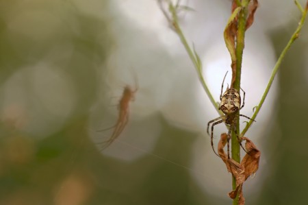 Metellina segmentata
